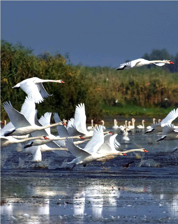 ESCAPADES - Voyagez dans le Delta du Danube